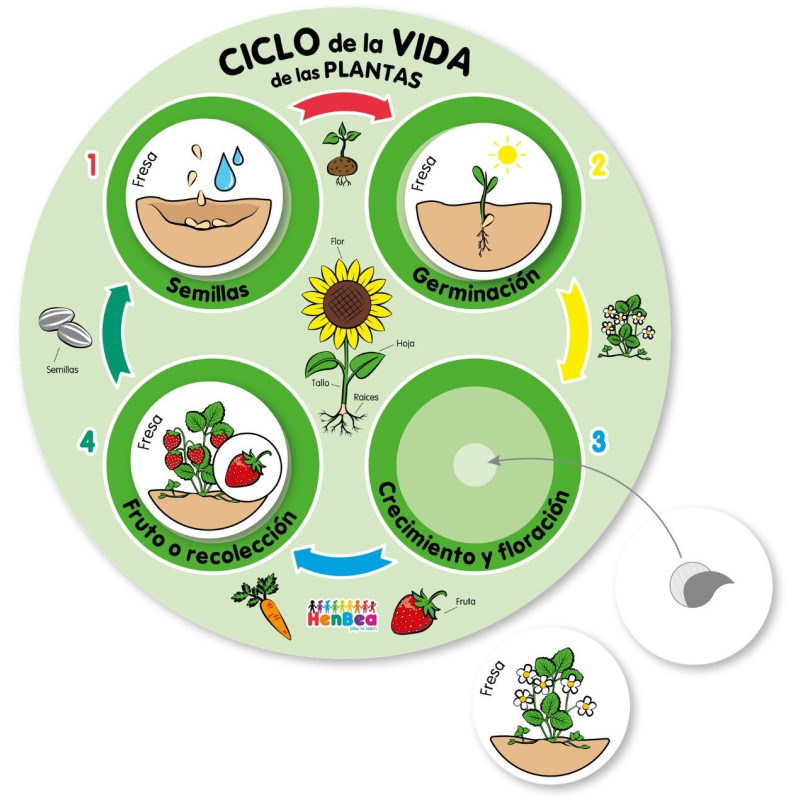 CICLO DE LA VIDA DE LAS PLANTAS 30 X 30 CM LÁMINA + 24 FICHAS. HENBEA