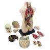SET ANATOMIA TORSO CON 11 PIEZAS. TAMAÑO 50 CM MINILAND 99020